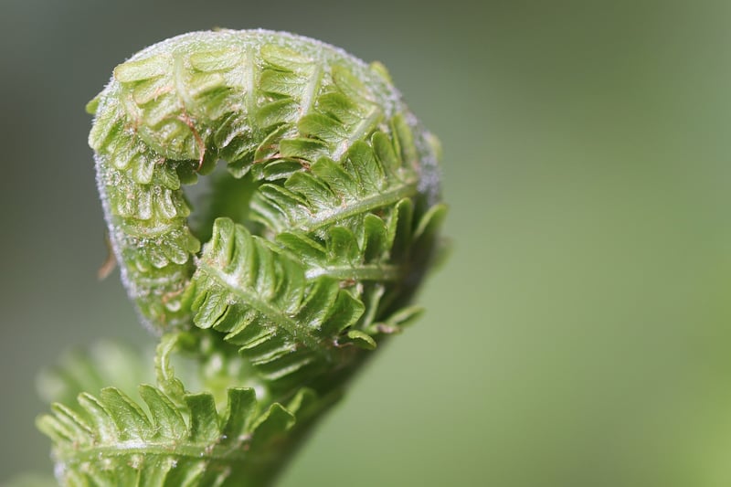 Alchemy Ferns