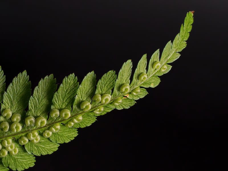Alchemy Ferns
