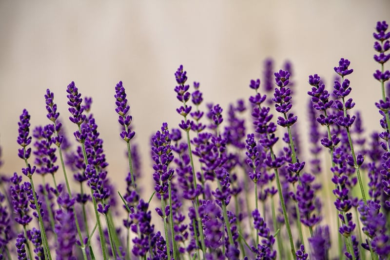 lavender flowers