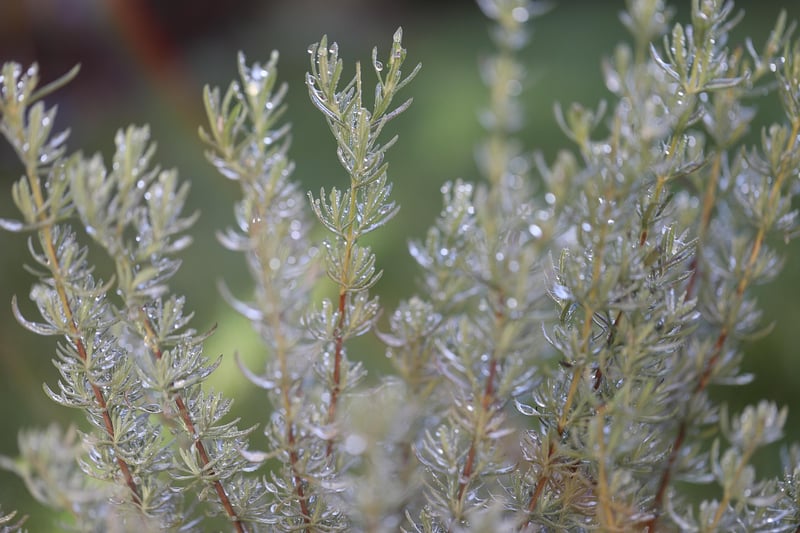 rosemary herb