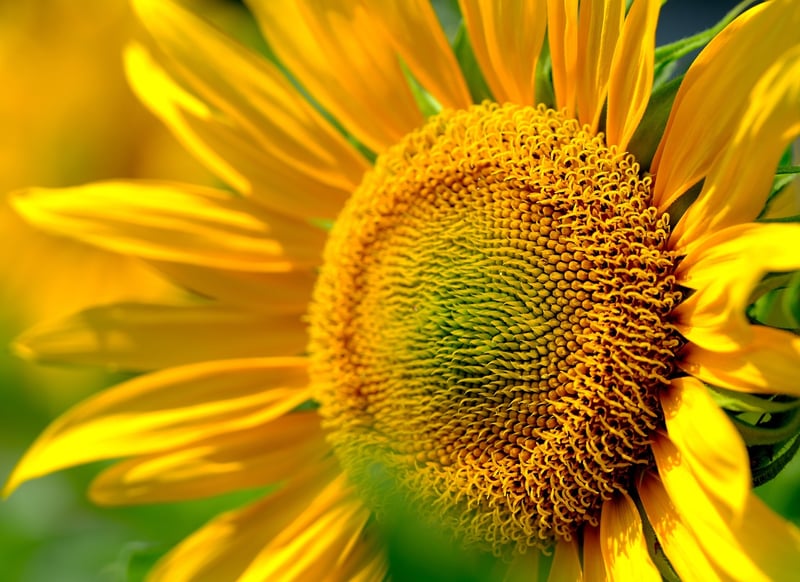 sunflower blooms